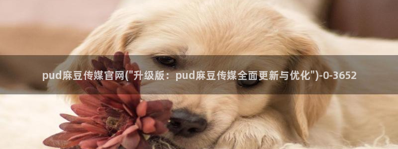 麻豆视频用户体验
